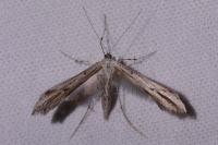 Emmelina monodactyla