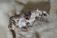 Phtheochroa sodaliana