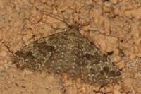 Alucita hexadactyla