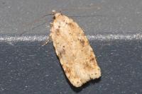 Agonopterix arenella