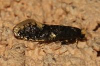 Monopis weaverella