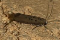 Yponomeuta sedella