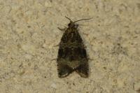 Celypha lacunana