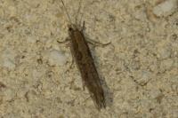 Plutella xylostella