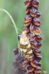 Aethes tesserana