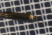 Coleophora