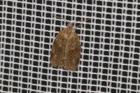 Syndemis musculana
