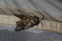 Cossus cossus