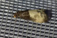 Notocelia cynosbatella
