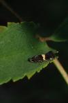 Elachista chrysodesmella
