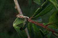 Paraswammerdamia albicapitella