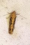 Scrobipalpa ocellatella