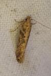 Scrobipalpa ocellatella