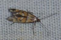 Epermenia pontificella