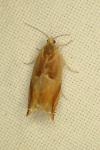 Ancylis mitterbacheriana