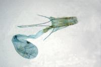 Megacraspedus gallicus