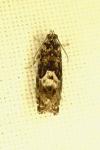 Pammene argyrana