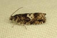 Pammene argyrana