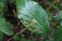Stigmella