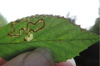 Stigmella