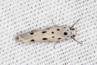 Ethmia dodecea