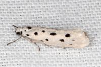 Ethmia dodecea