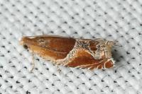 Ancylis obtusana