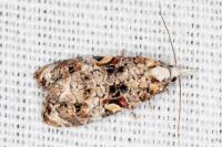 Phtheochroa rugosana