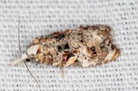 Phtheochroa rugosana
