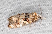 Phtheochroa rugosana