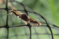 Monopis obviella