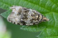 Celypha lacunana