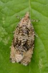 Celypha lacunana
