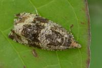 Celypha lacunana