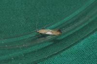 Caloptilia