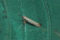 Caloptilia
