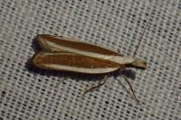 Dichomeris marginella