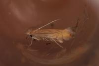 Phyllonorycter quercifoliella