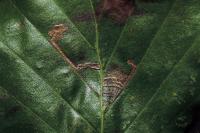 Stigmella tityrella