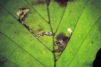 Stigmella tityrella