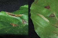 Phyllonorycter maestingella