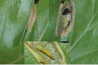 Phyllonorycter maestingella