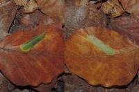 Phyllonorycter maestingella