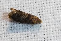 Grapholita janthinana