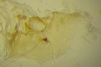 Grapholita janthinana