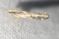 Argyresthia conjugella