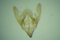 Bankesia conspurcatella