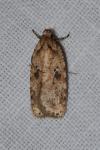 Agonopterix arenella