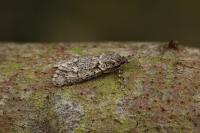 Diurnea fagella