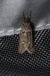 Diurnea fagella